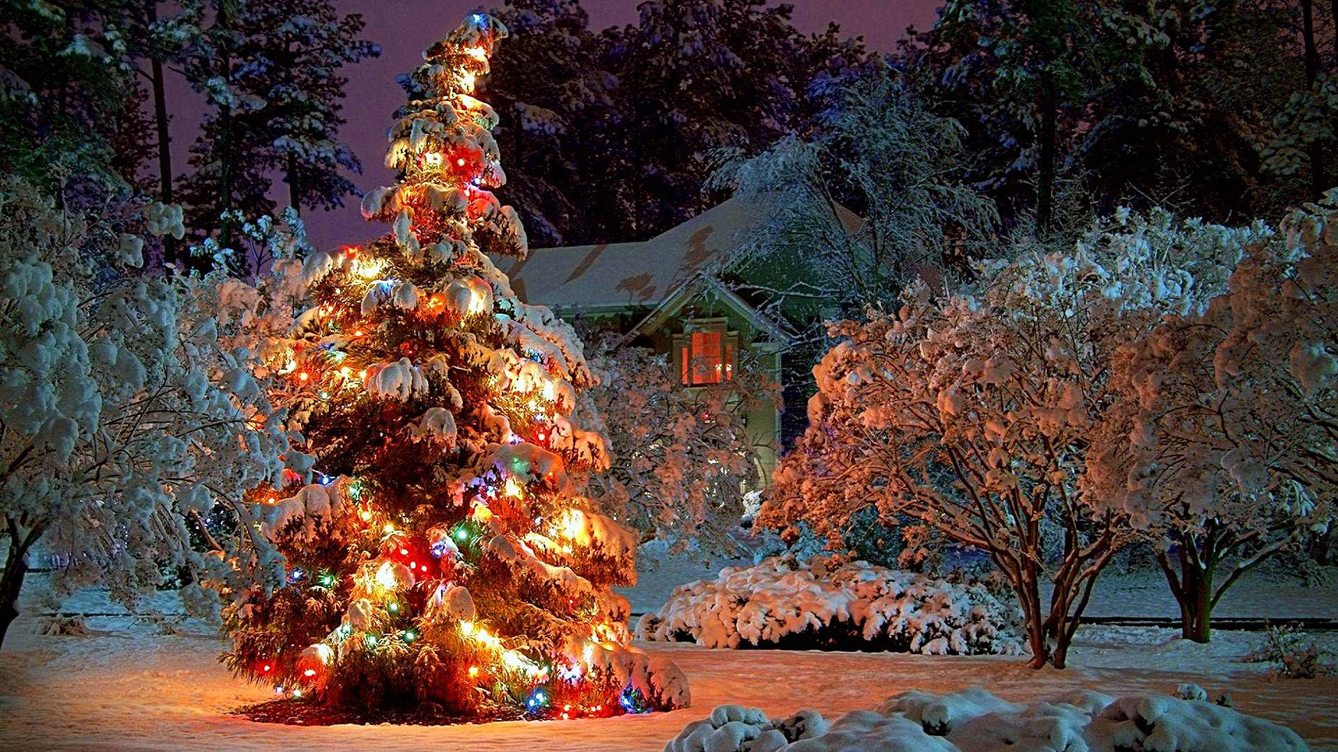 A magical Christmas Tree lit up in a snowy garden. Wallpaper