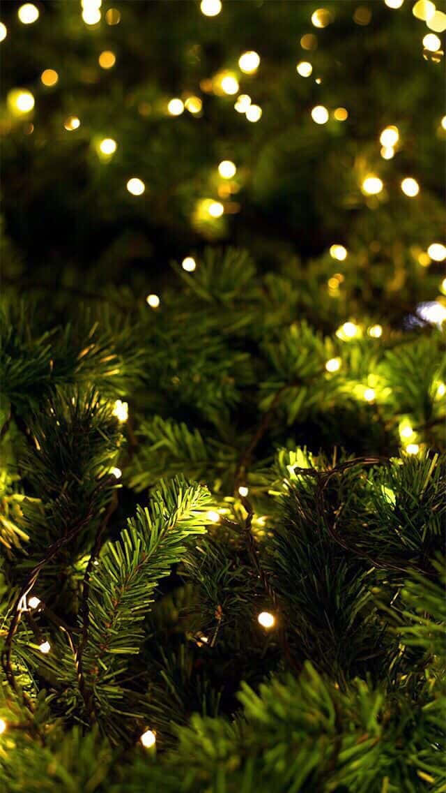 Christmas Tree Lightsi Phone Wallpaper Wallpaper