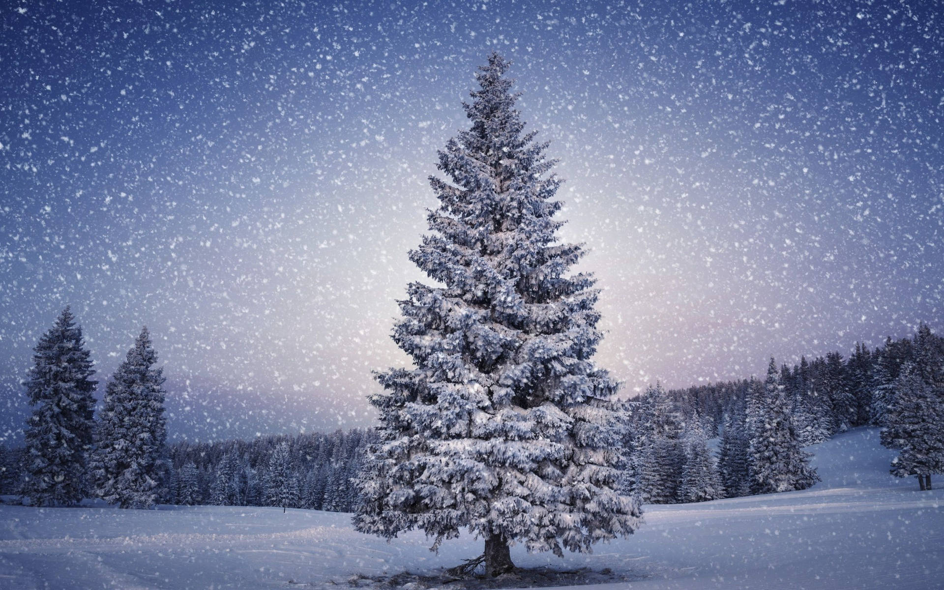 A snowy winter wonderland with a majestic Christmas tree Wallpaper