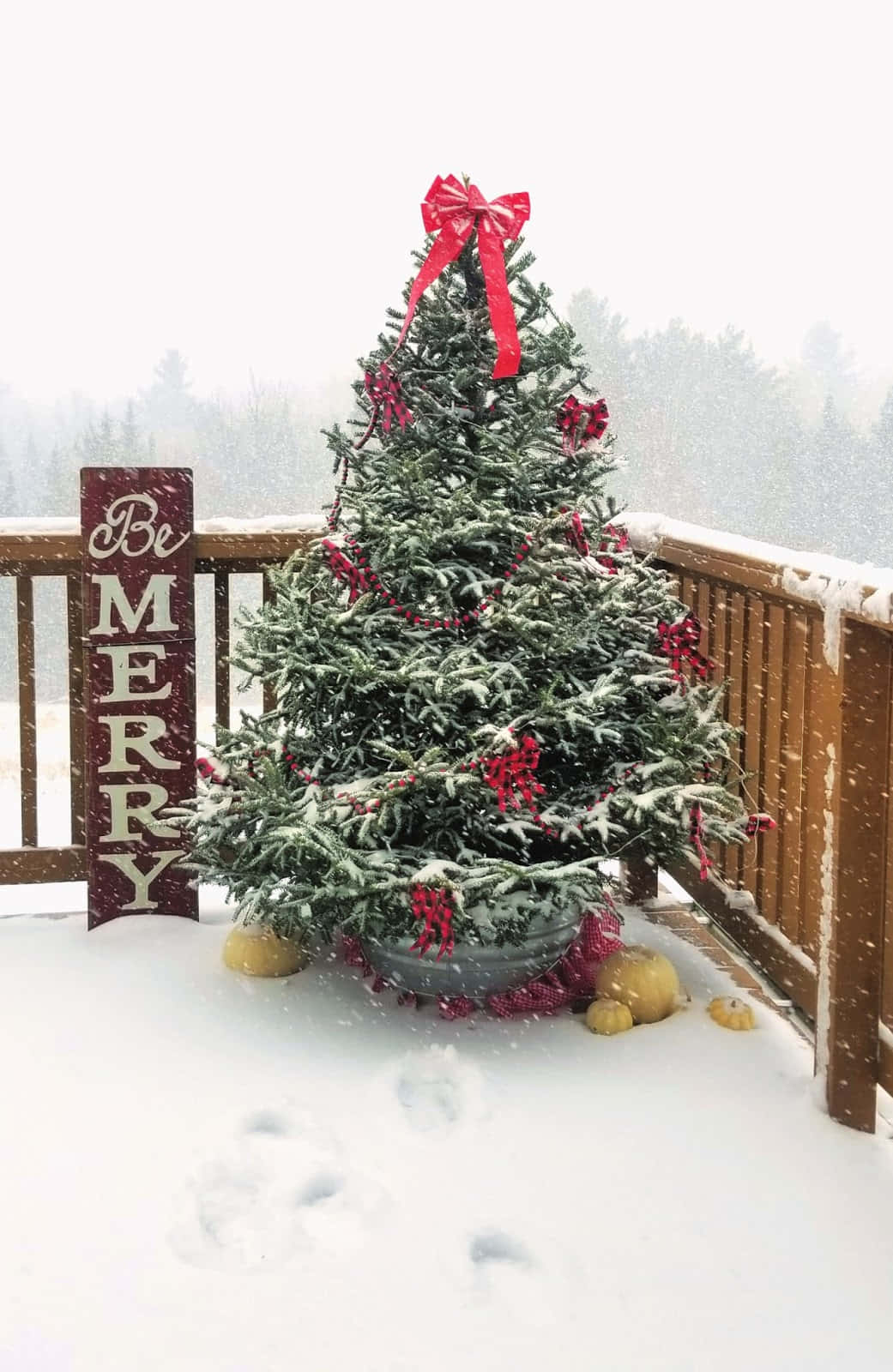 Snowy Christmas Tree Pictures