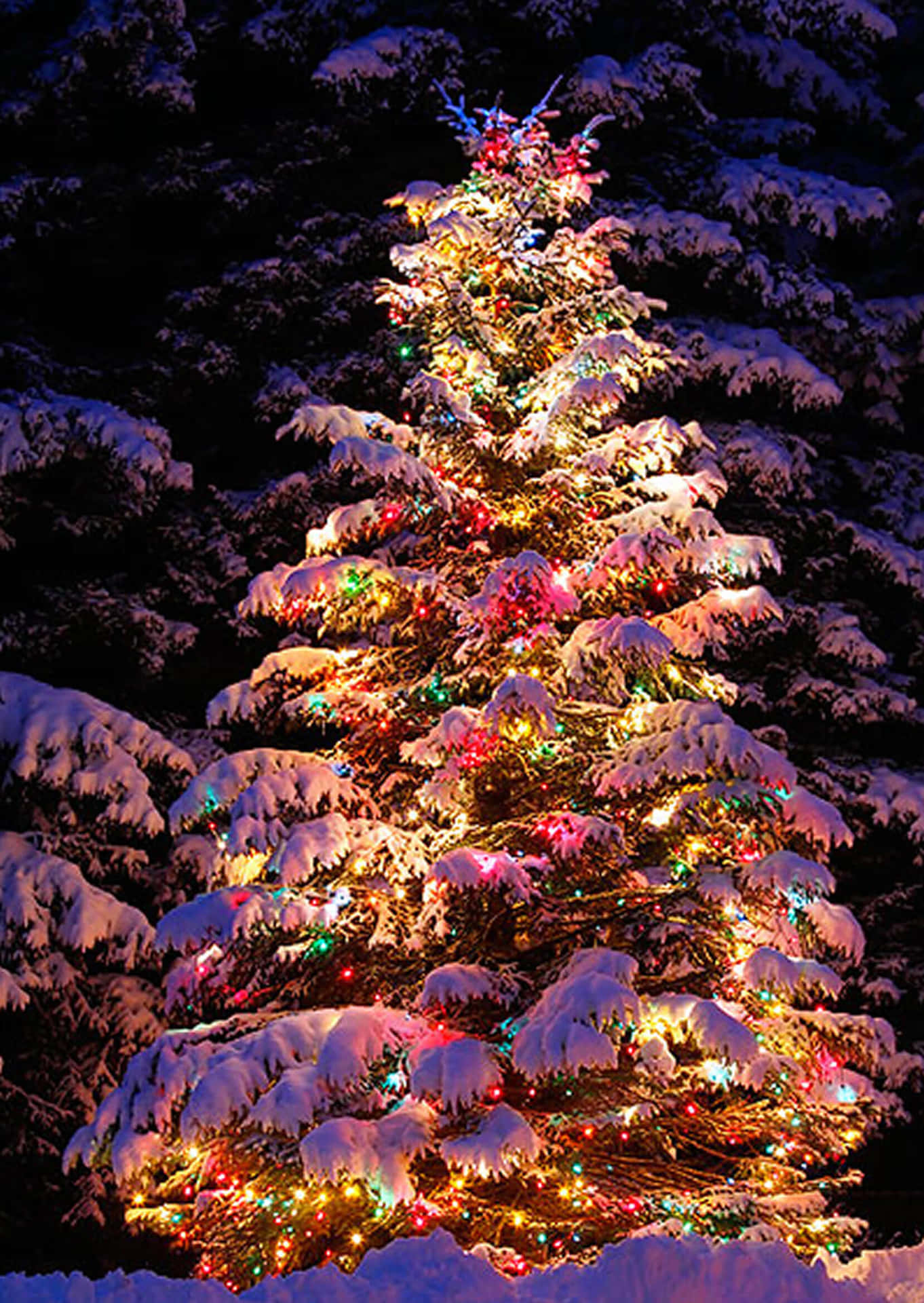 Bildeines Echten Weihnachtsbaumes Im Freien.