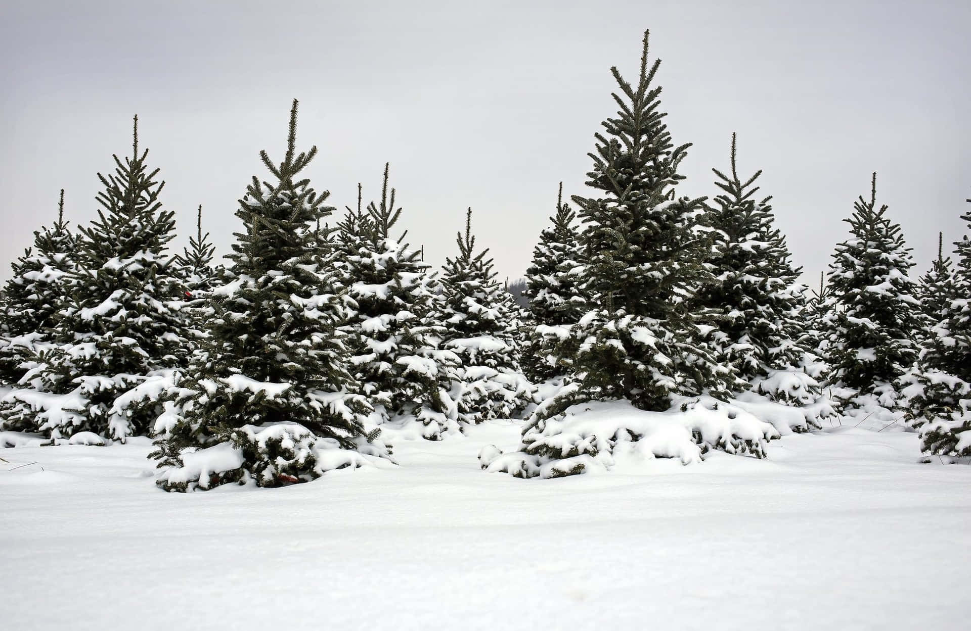 Imagende Un Árbol De Navidad En Una Plantación De Nieve.