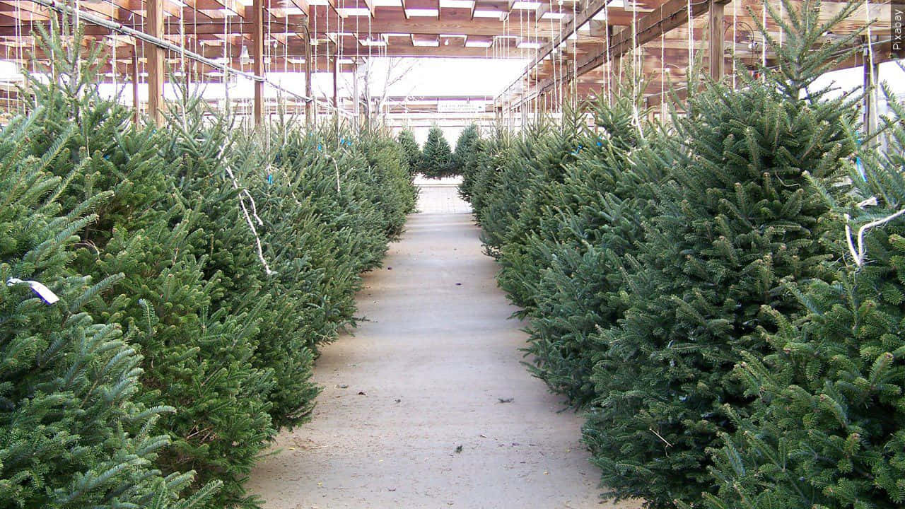 Christmas Tree Shop Picture