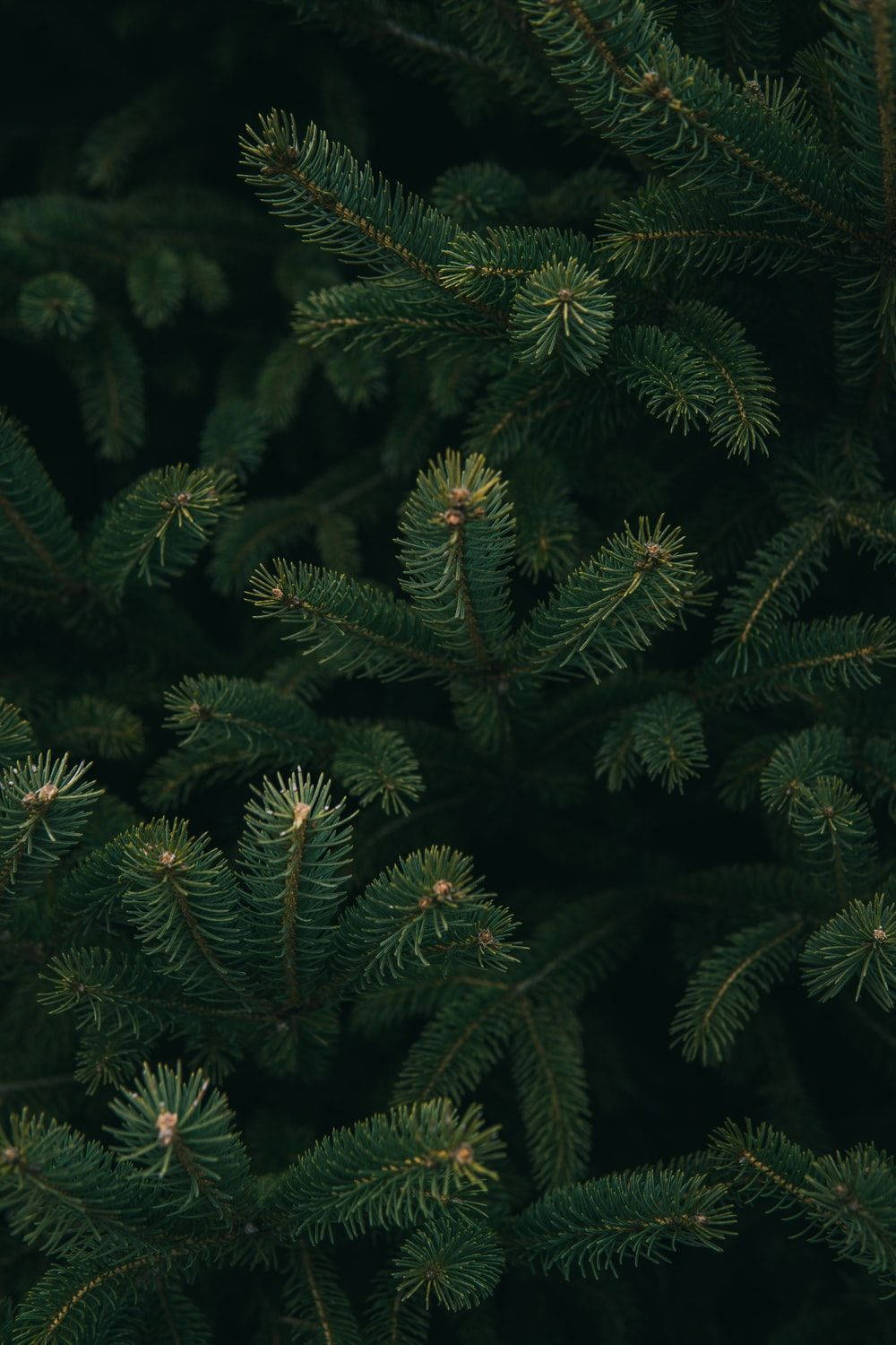 Christmas Tree Pine Needles