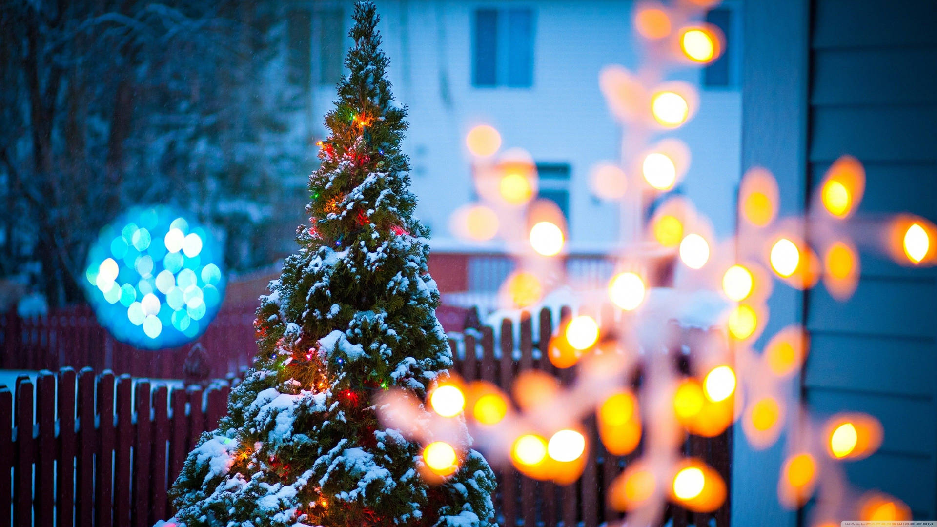 Christmas Tree With Festive Light Medium Shot Wallpaper