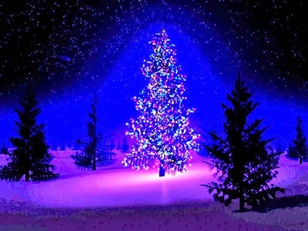 Christmas Trees Bright Lights Picture