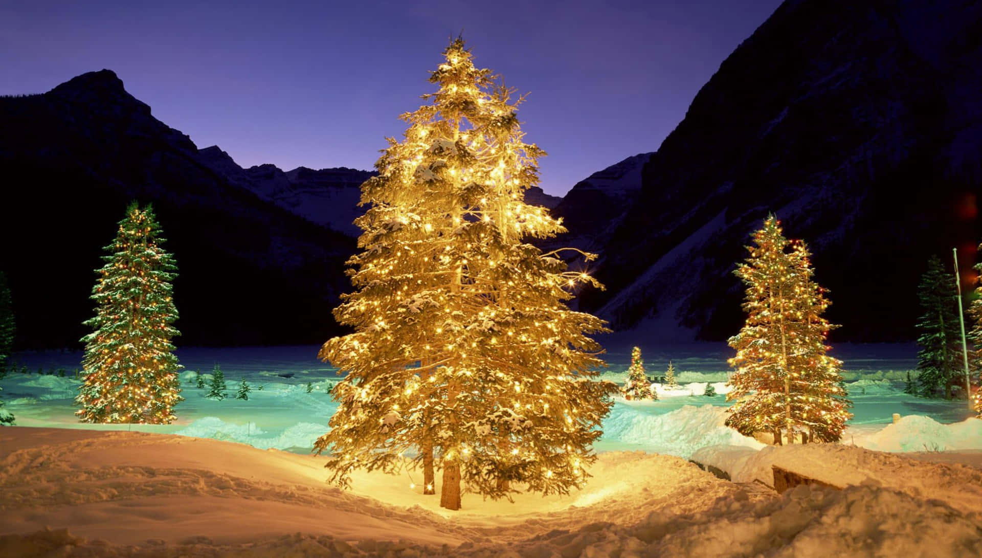 Bright Yellow Christmas Trees Picture