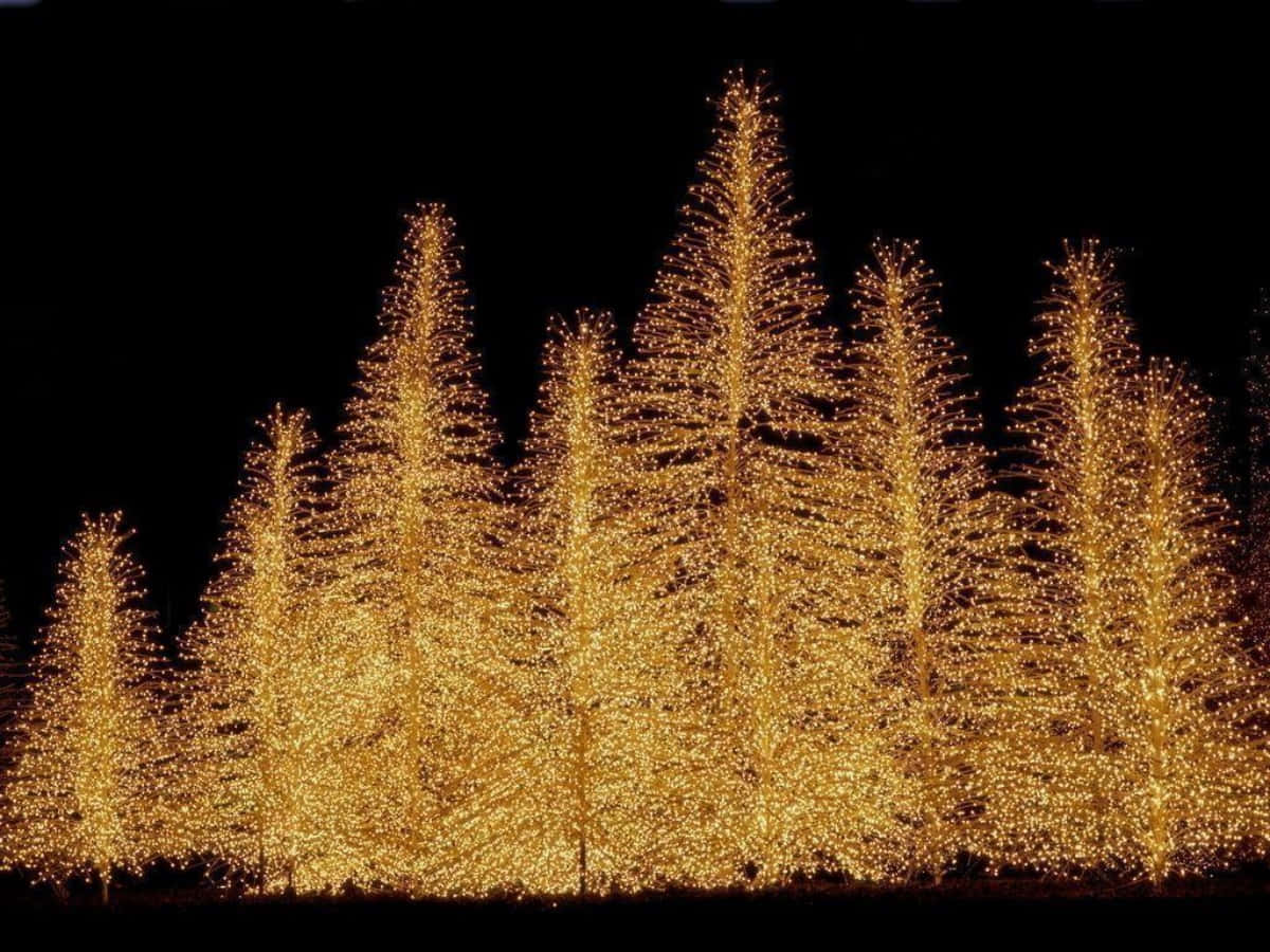 Gold Black Christmas Trees Picture
