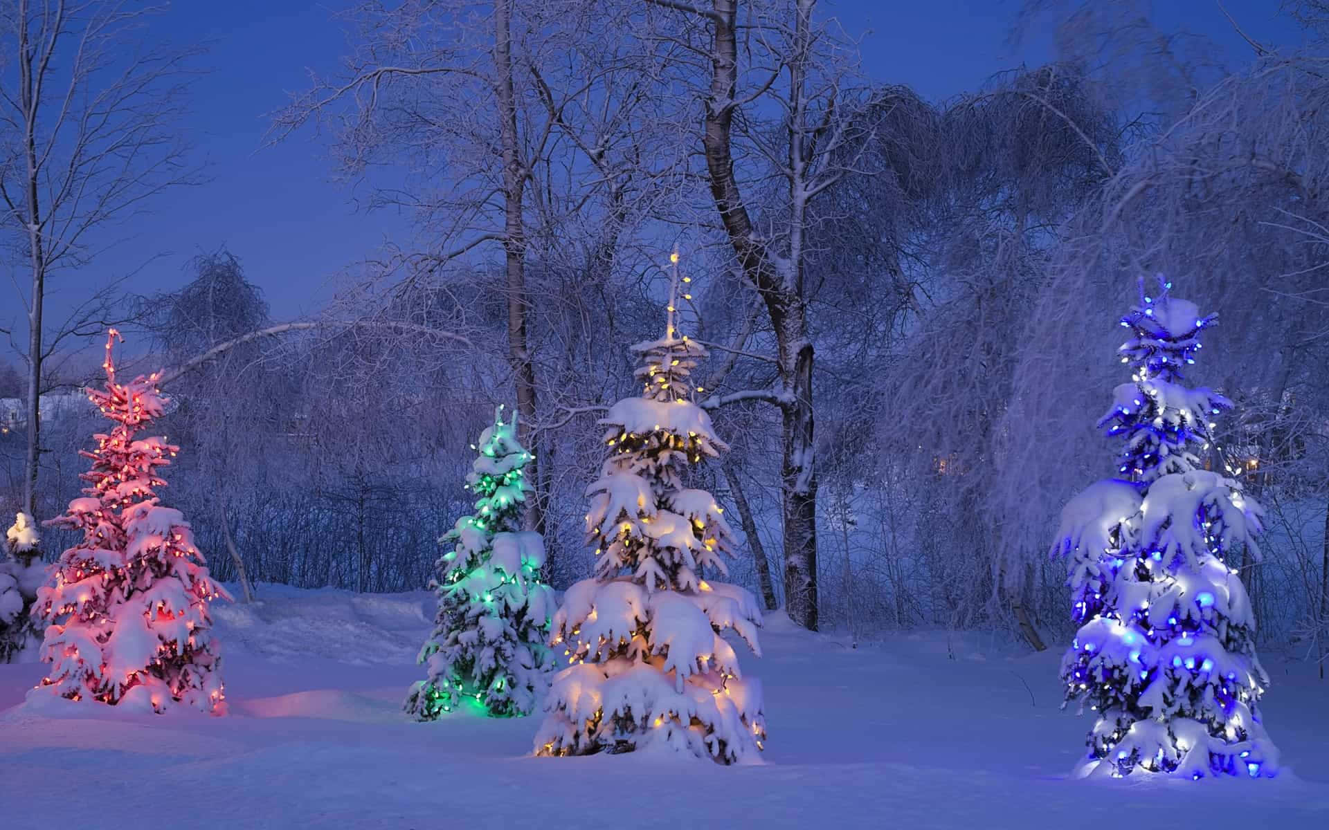 Christmas Trees Lovely Night Pictures