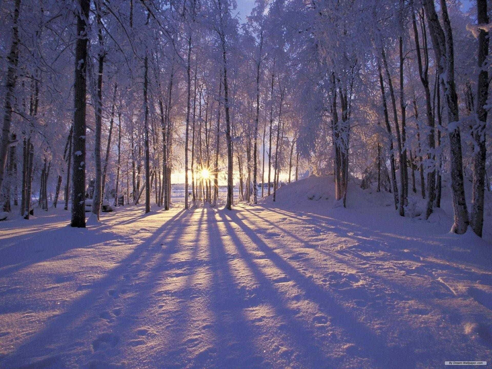 Skab dit eget vinter Wonderland med en smuk julet scene. Wallpaper