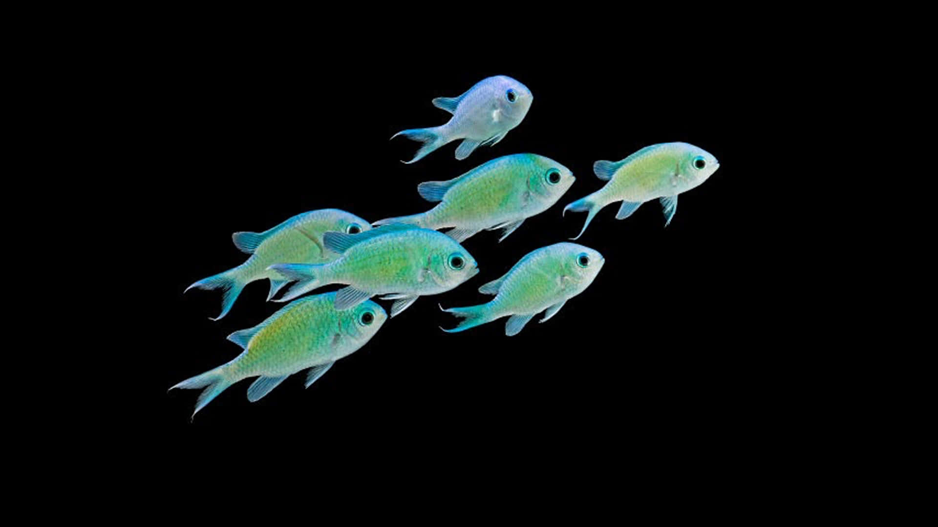 Chromatic Brilliance Of A Chromis Fish Wallpaper