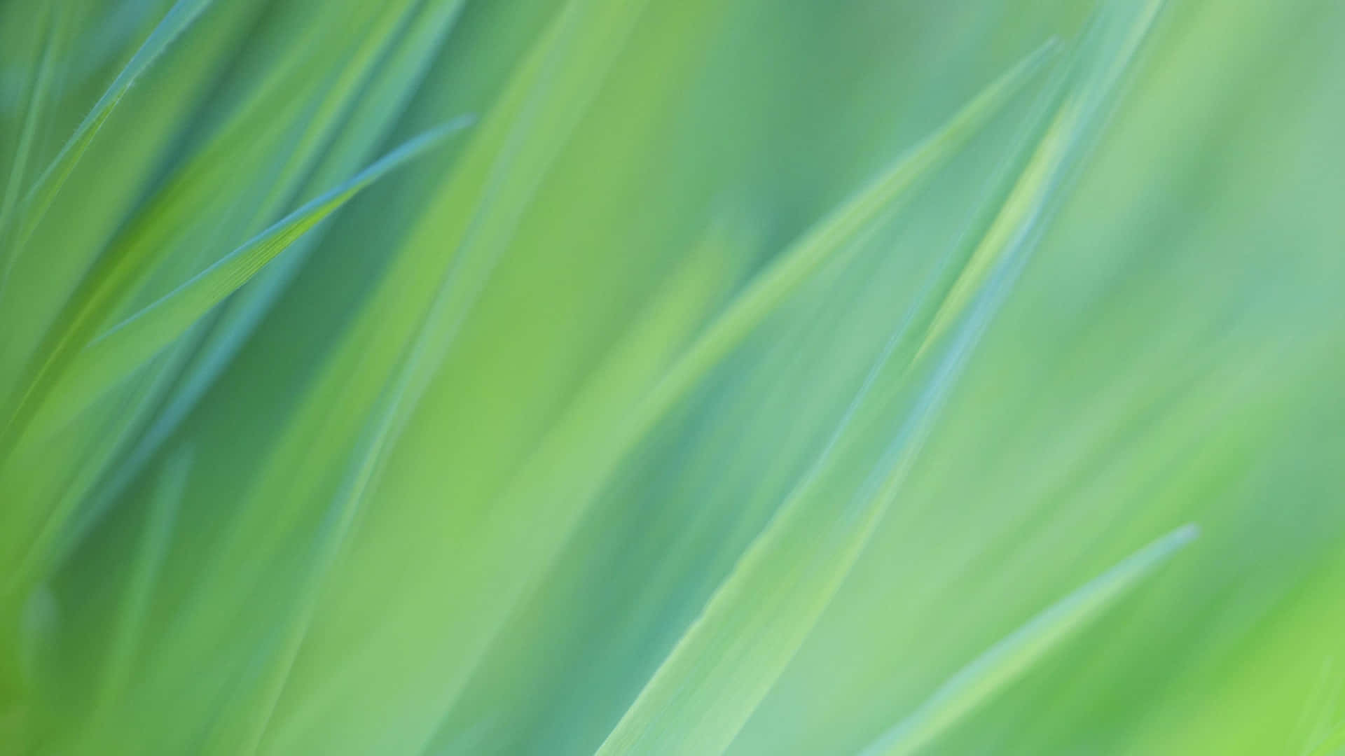 Green Grass In Motion Wallpaper