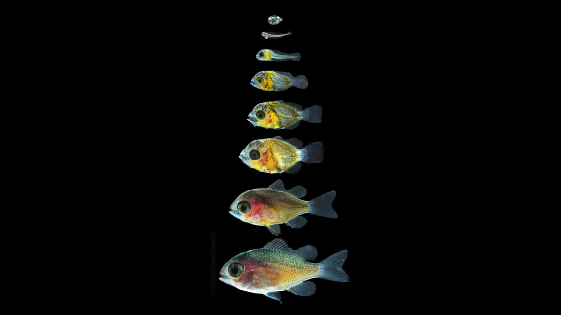 Chromis Fish Development Stages Wallpaper