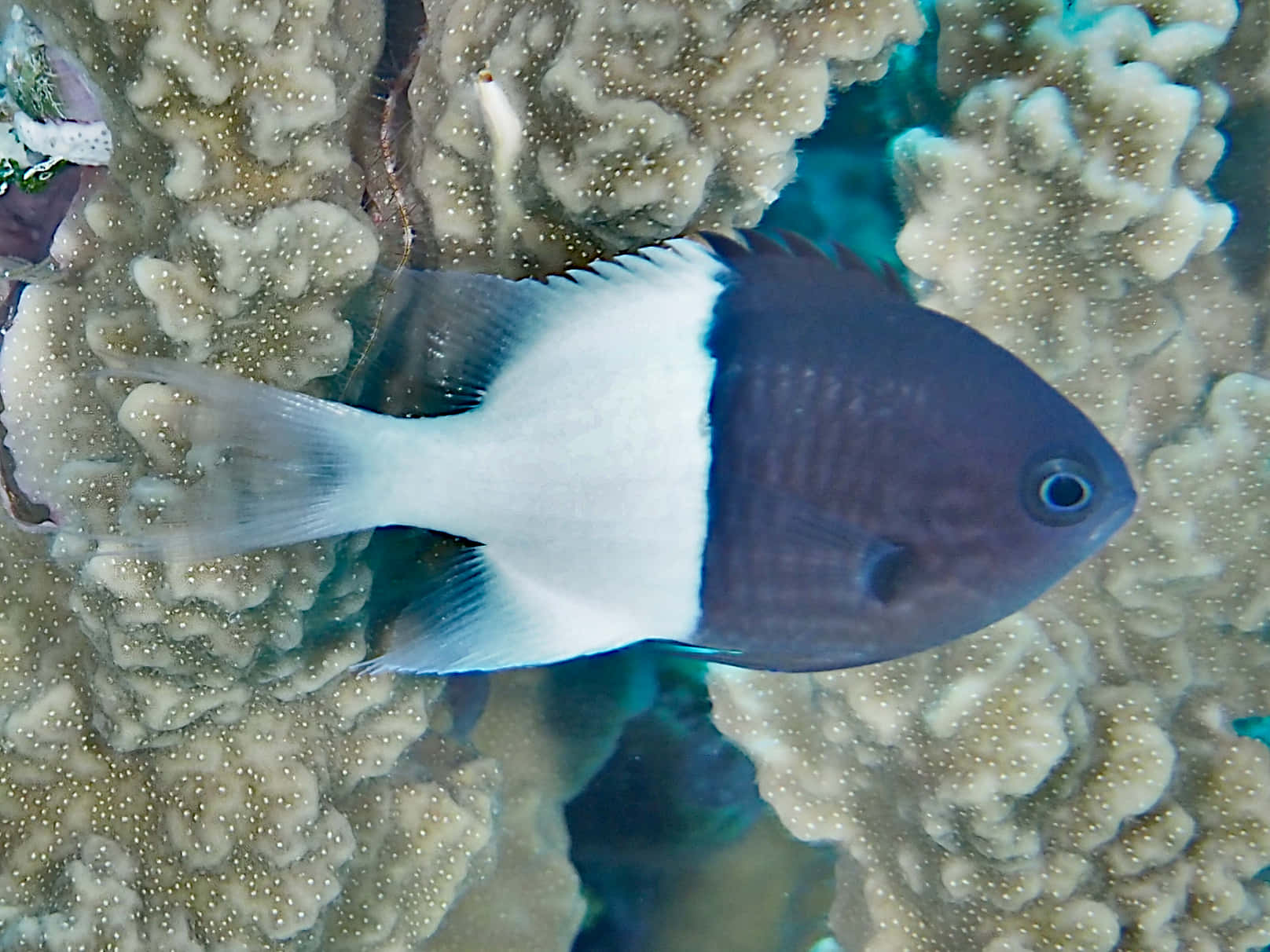 Chromis Fish Over Coral Reef.jpg Wallpaper