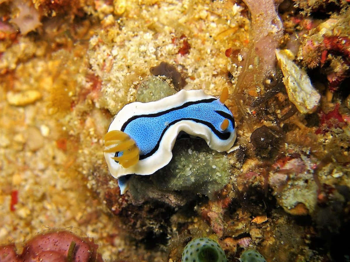 Chromodoris Willani Sea Slug Wallpaper