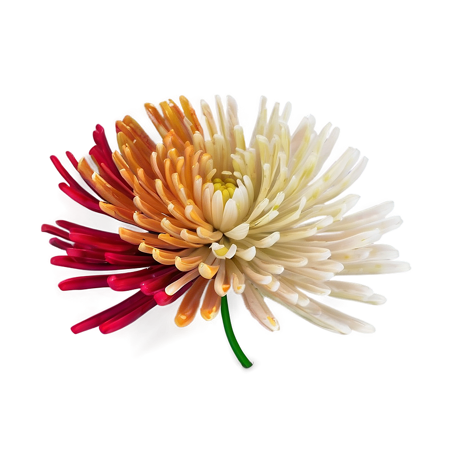 Download Chrysanthemum Abstract Art Png 9 | Wallpapers.com