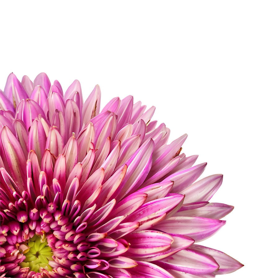 Chrysanthemum And Bee Png Bxp99 PNG