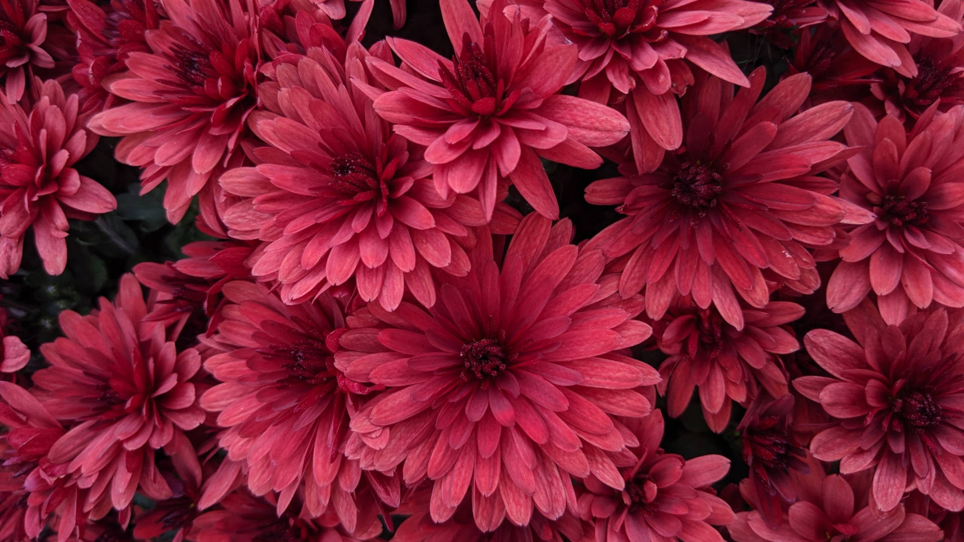 Chrysanthemum Blossoms Rød Æstetisk Wallpaper