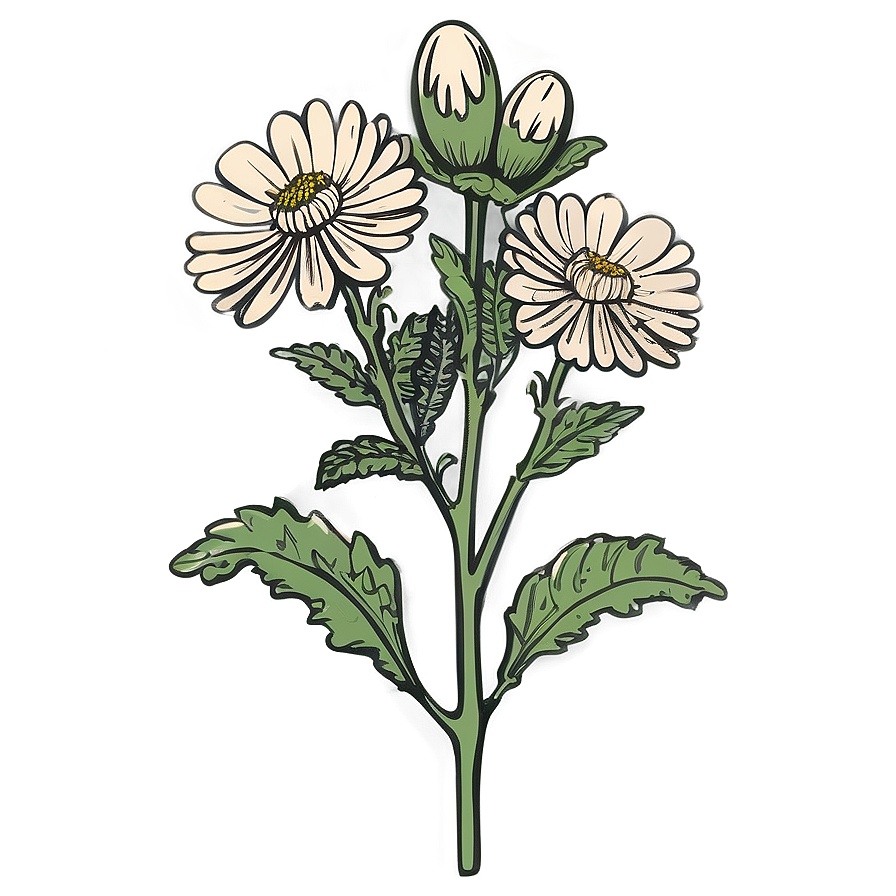 Chrysanthemum Botanical Sketch Png 06112024 PNG