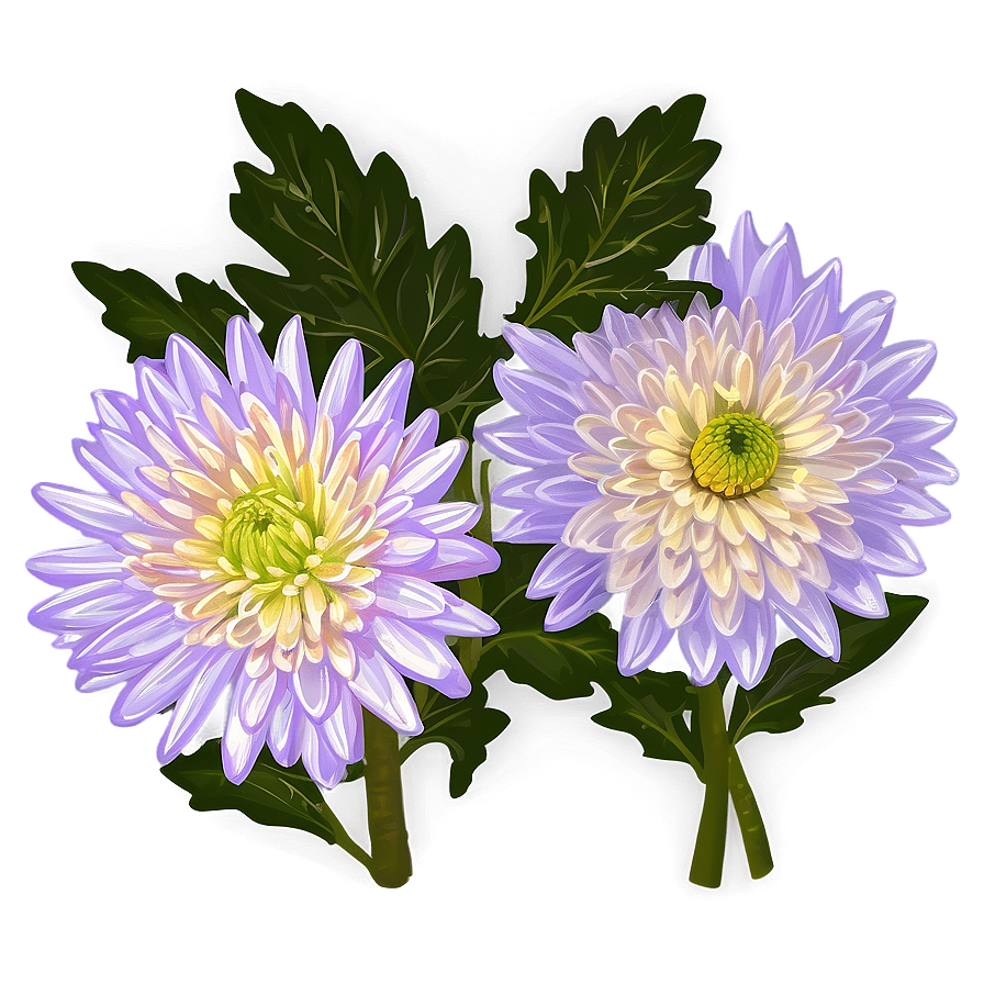 Chrysanthemum Botanical Sketch Png 27 PNG