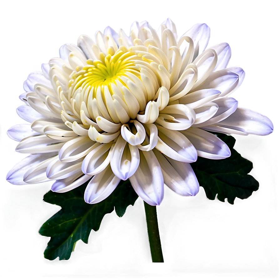 Download Chrysanthemum Edible Variety Png 27 | Wallpapers.com