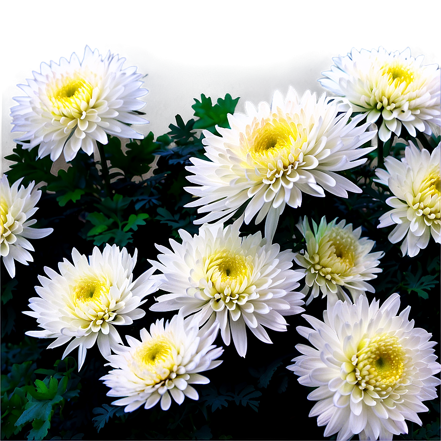Chrysanthemum Flower Bush Png Kmo PNG
