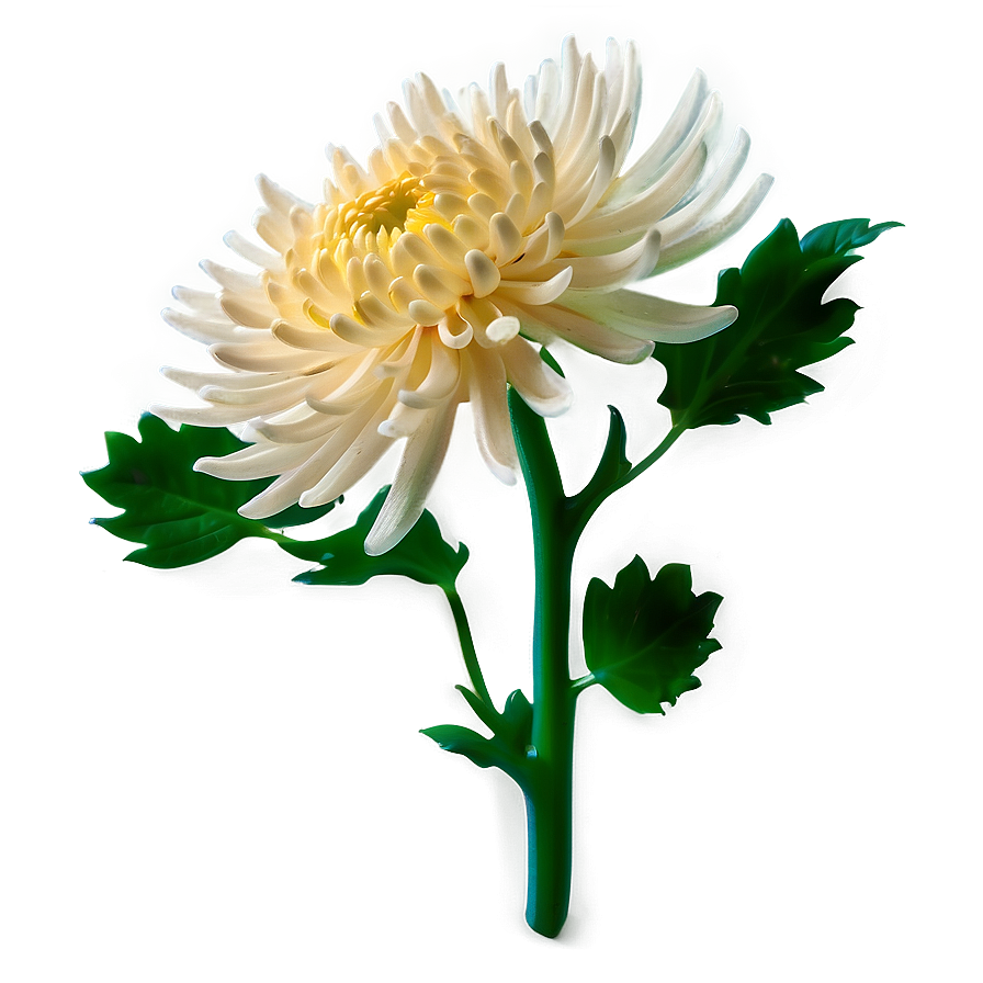 Chrysanthemum Flower Transparent Png 05252024 PNG