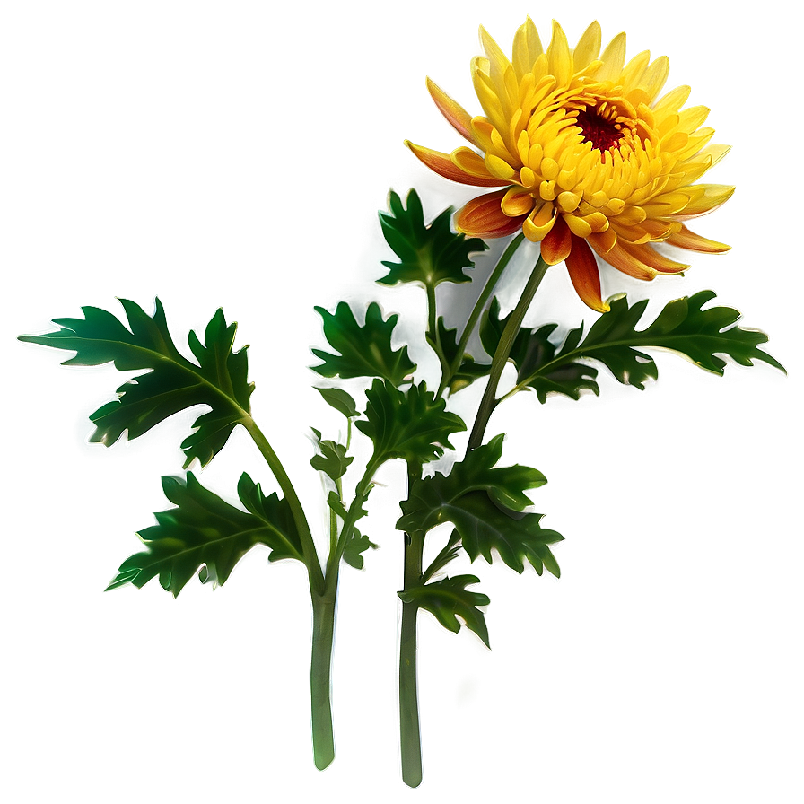 Chrysanthemum Flower Transparent Png 05252024 PNG