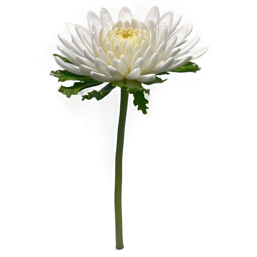 Chrysanthemum Flower Transparent Png Pid PNG