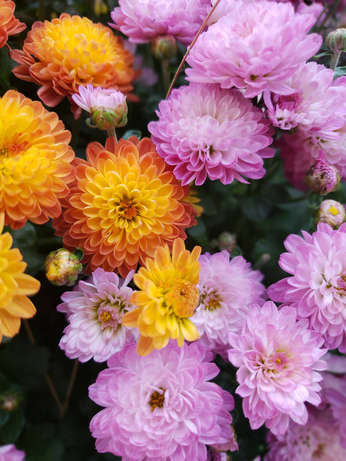 Tapeterchrysantemumblommor För Android. Wallpaper