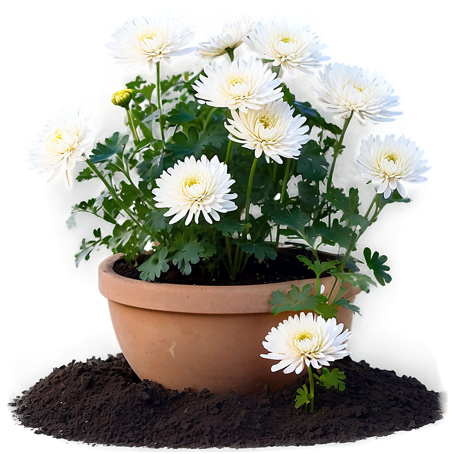 Chrysanthemum Gardening Tips Png 06112024 PNG