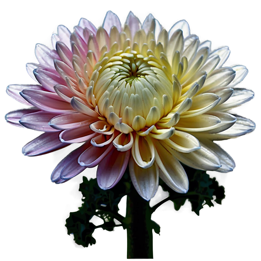Chrysanthemum Macro Photography Png Xei90 PNG