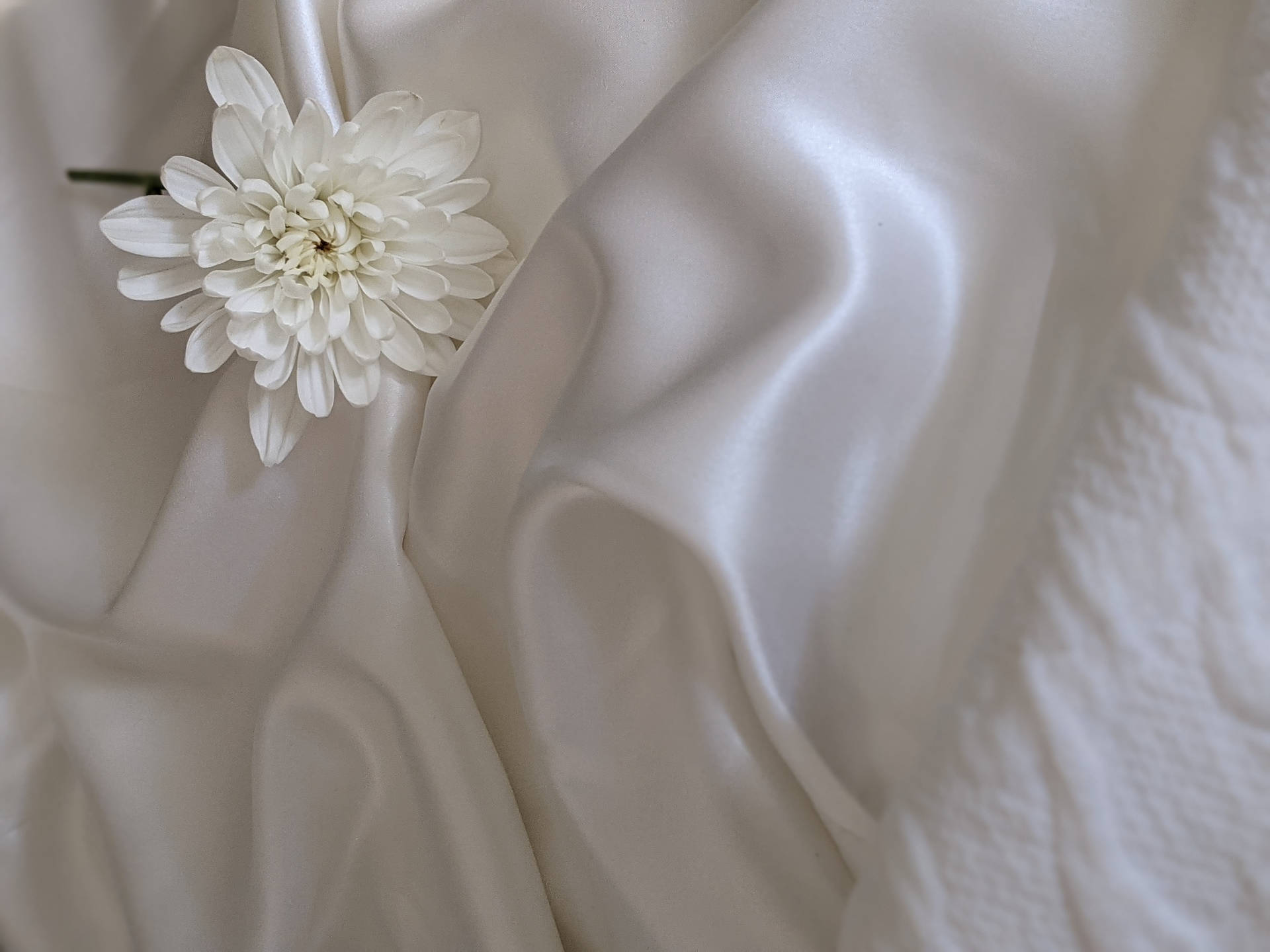 Chrysanthemum On White Silk Wallpaper