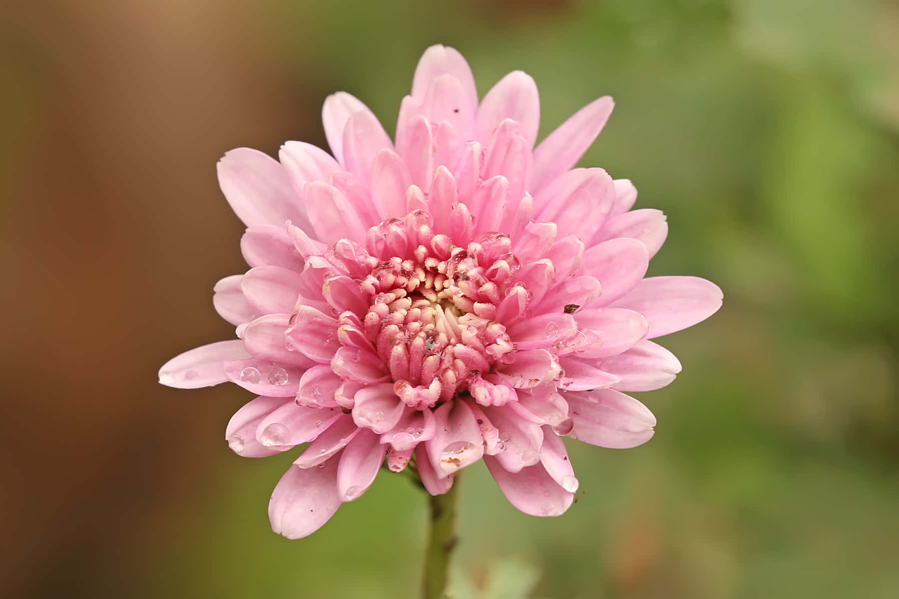 A Pink Flower With A Green Background