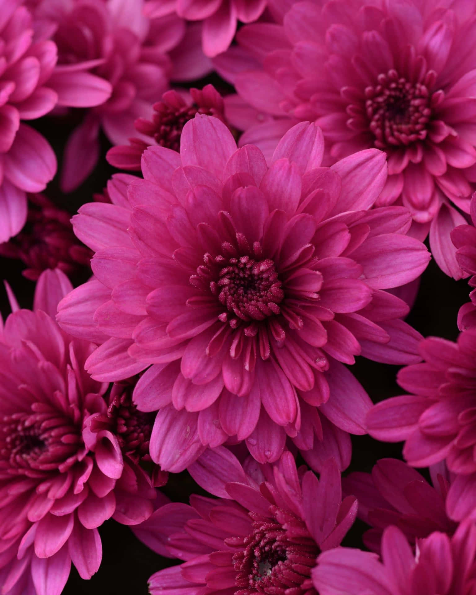 A Bunch Of Pink Flowers