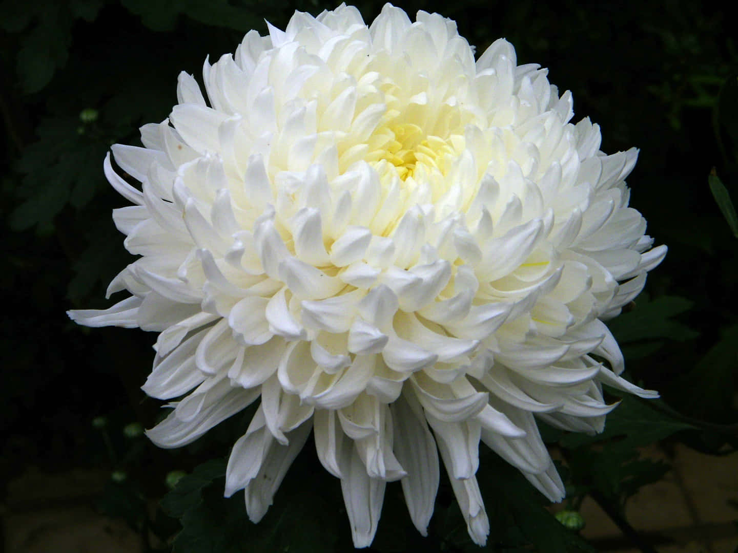 Einenahaufnahme Einer Leuchtend Rosa Chrysantheme
