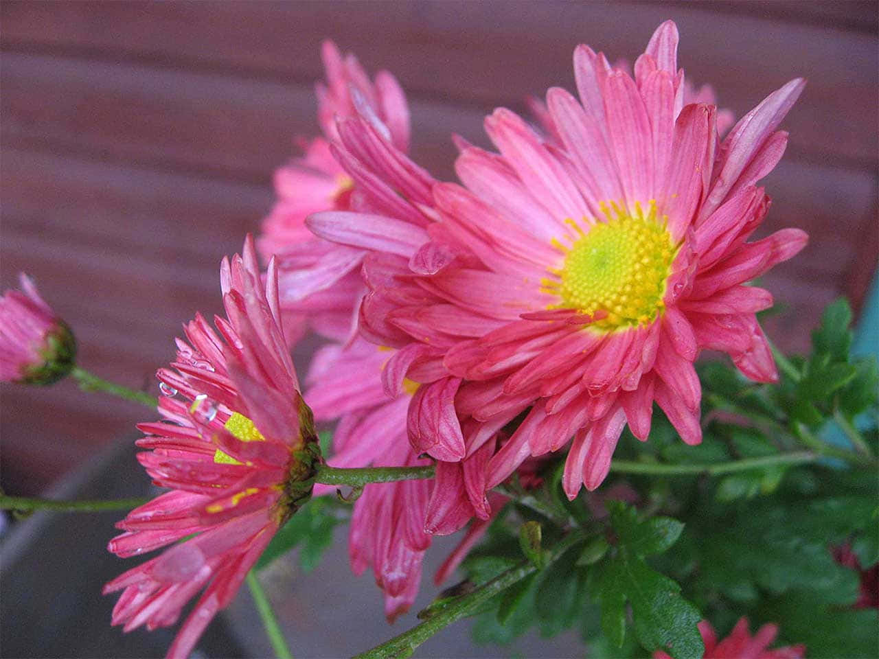A bright and colorful Chrysanthemum in bloom