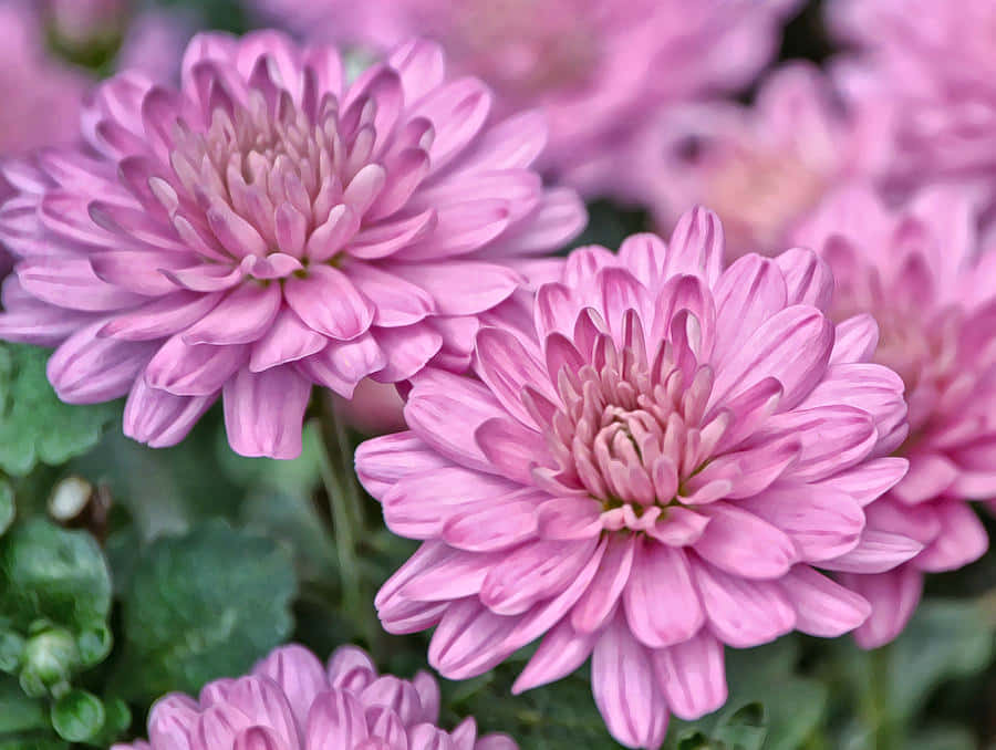 Celebrate the beauty of Chrysanthemums