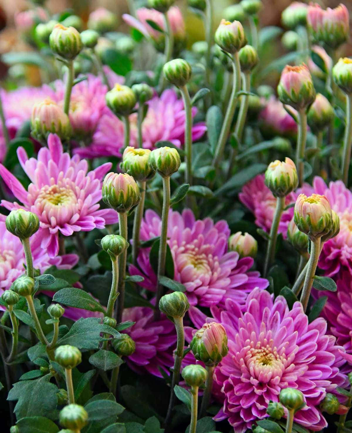 Unahermosa Y Vibrante Flor De Crisantemo Para Una Ocasión Especial