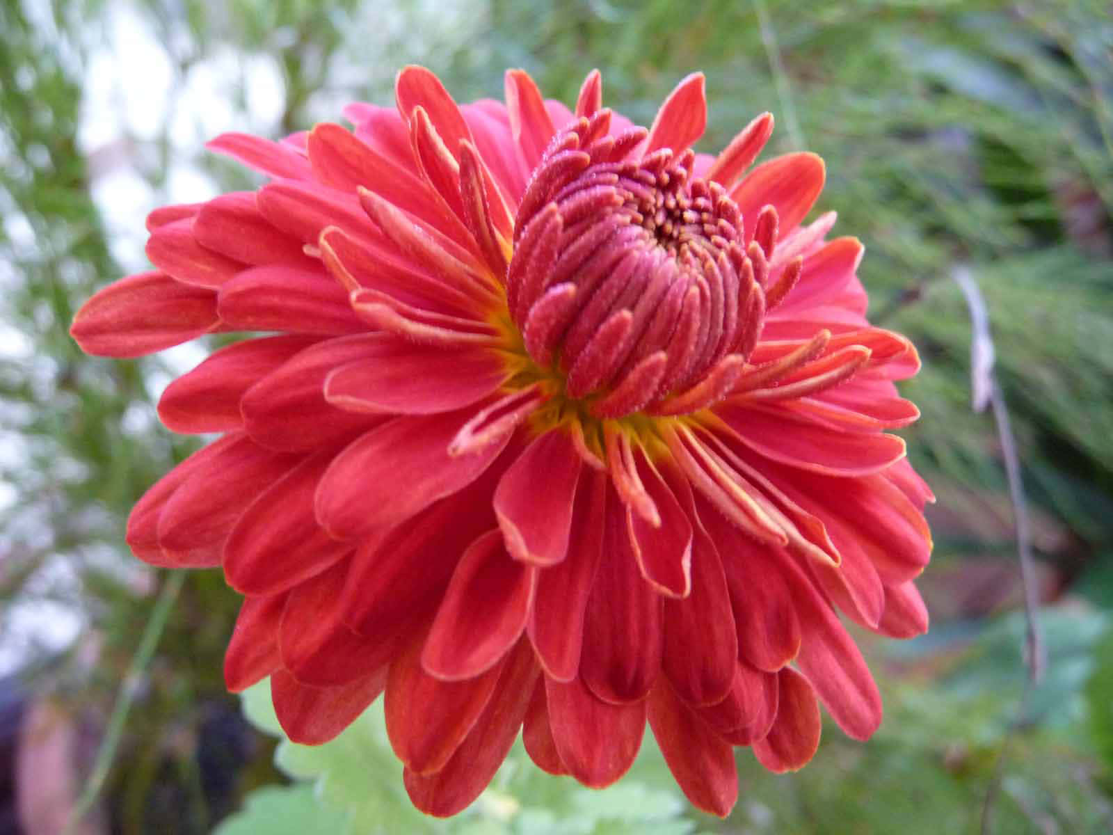 Close-up Of A Colorful Chrysanthemum