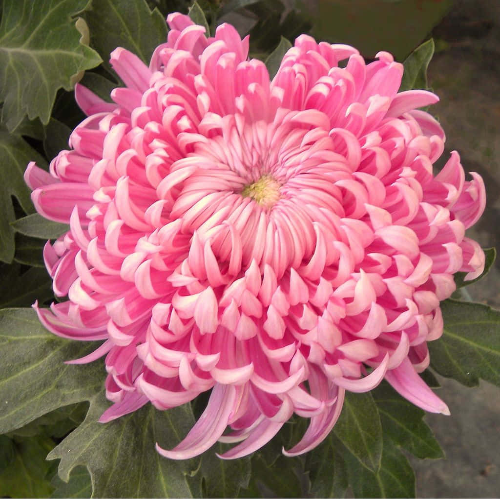 Bright and vibrant Chrysanthemums bring a cheerful pop of color.