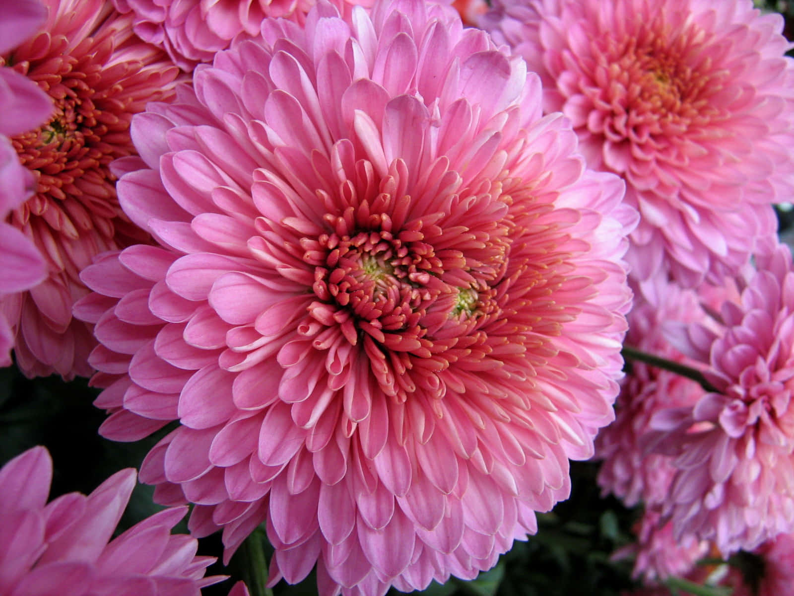 Enfantastisk Rosa Och Gul Chrysanthemum-blomma I Full Blom