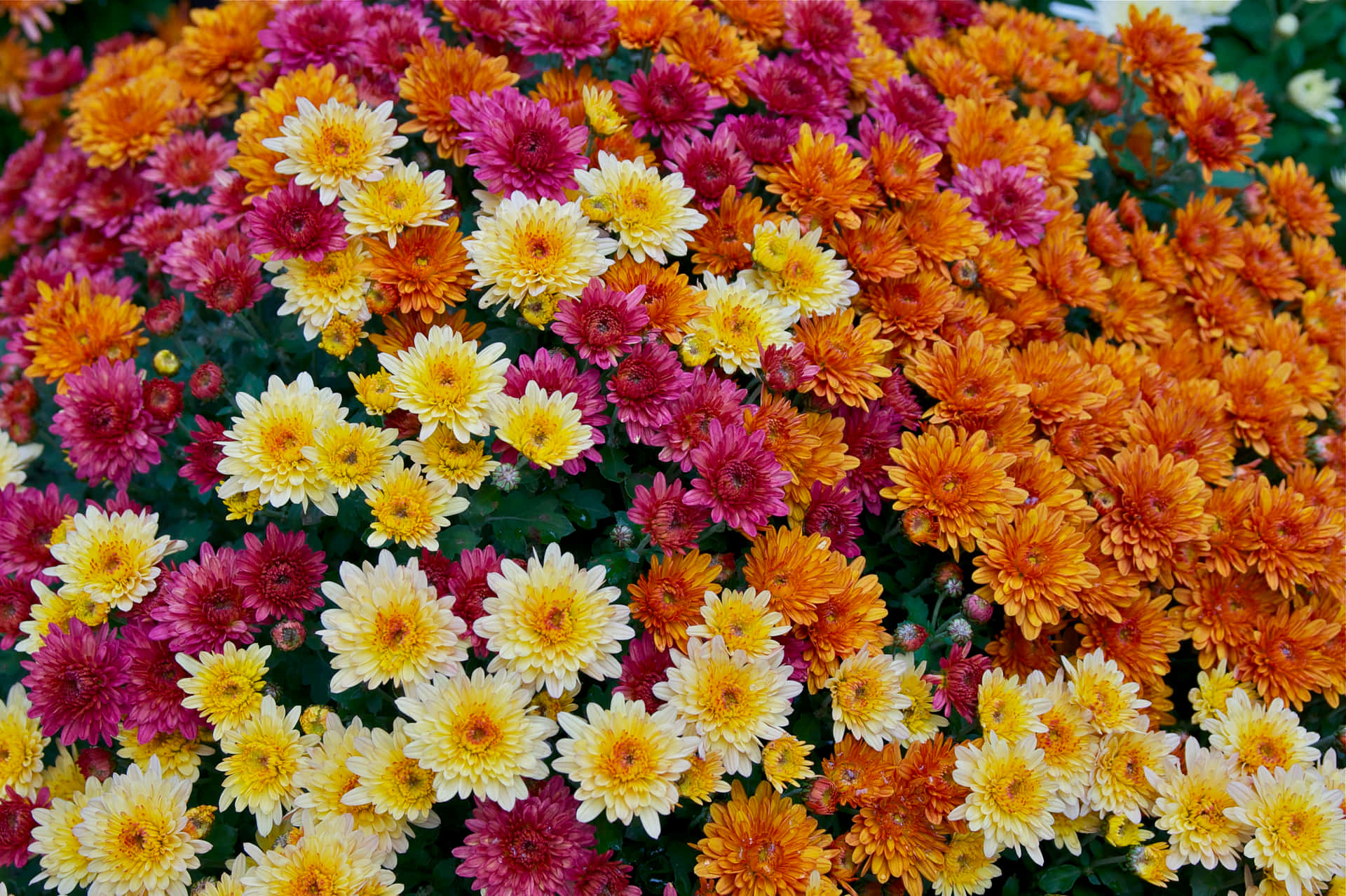 Colorful blooming chrysanthemums