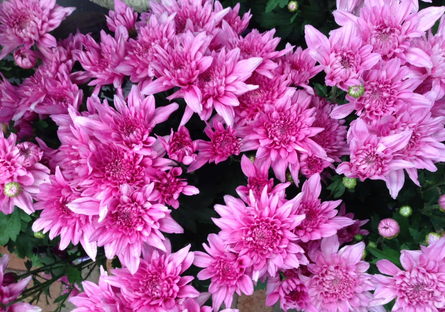 "The beauty of the Chrysanthemum"