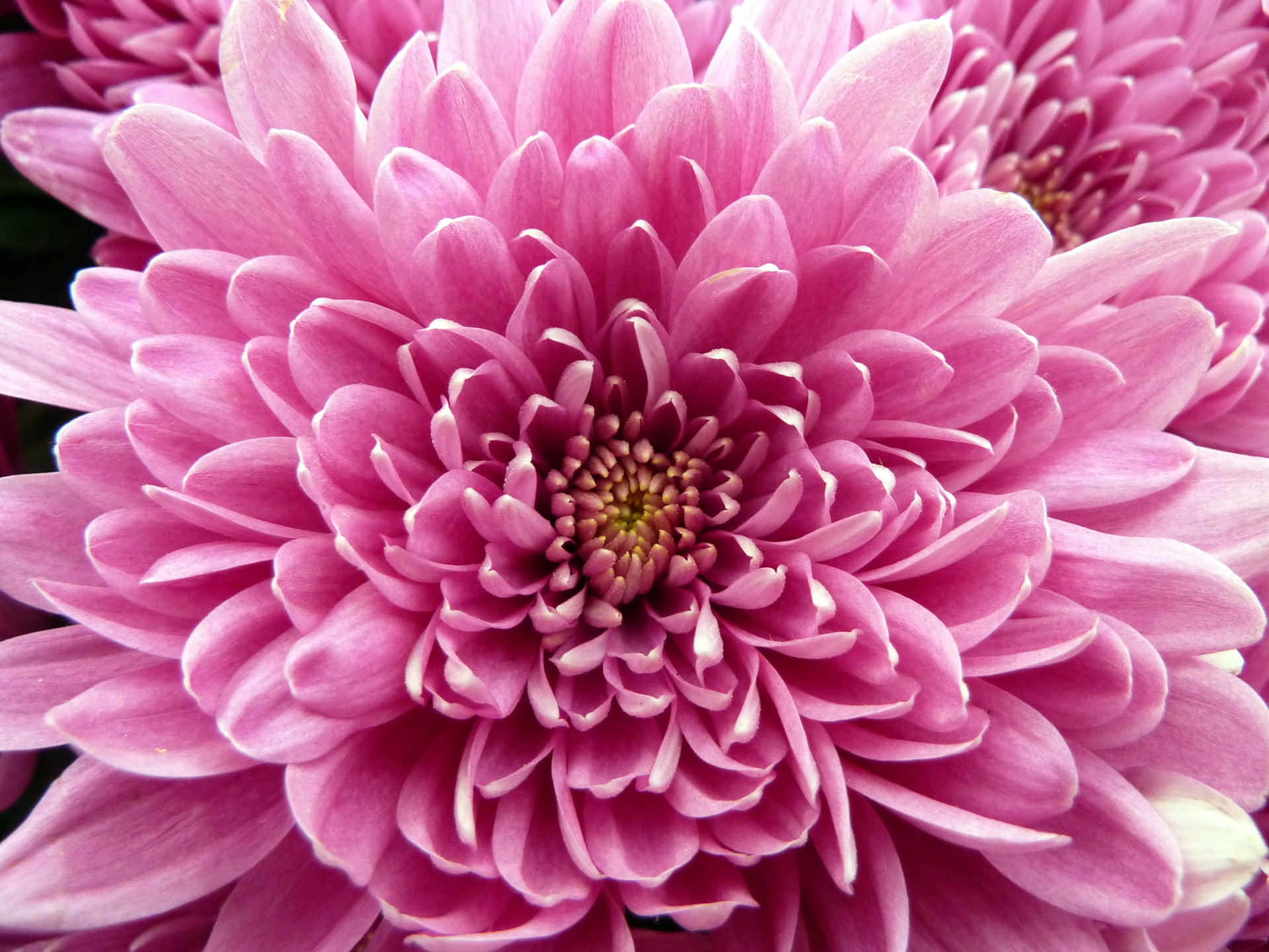 A beautiful pink chrysanthemum flower blossoming in the sunshine.