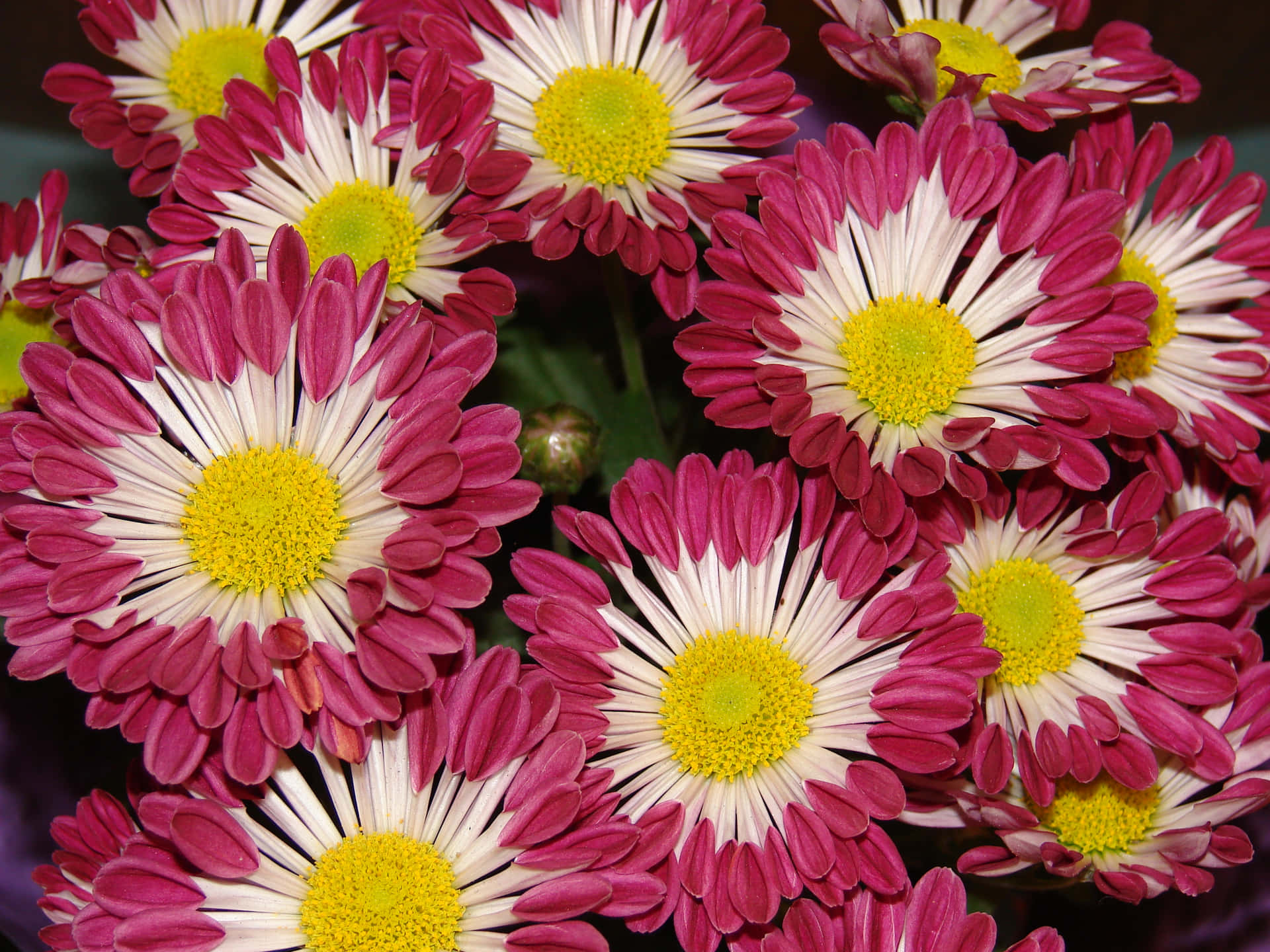 A vibrant arrangement of chrysanthemum flowers.
