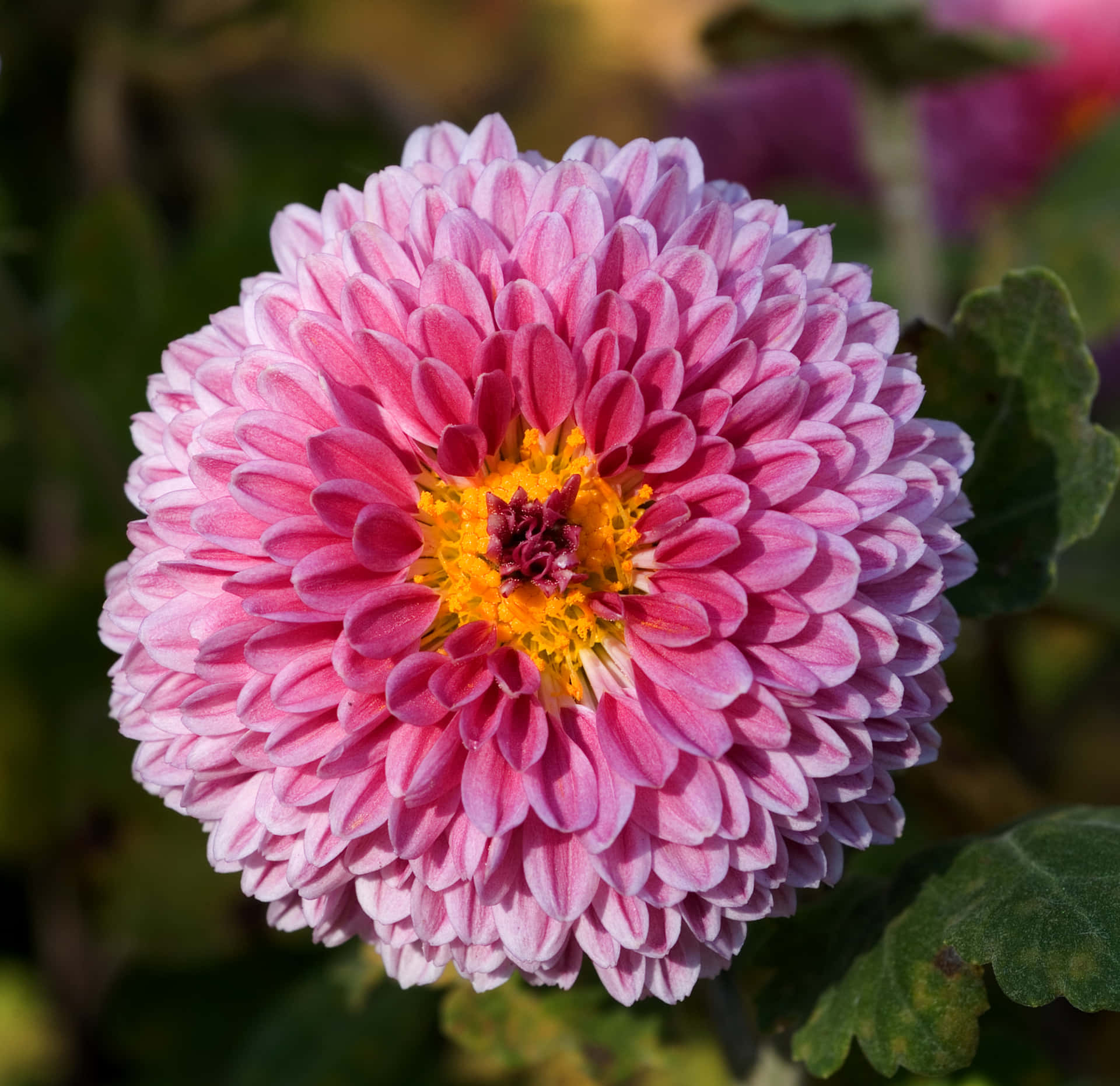A Vibrant Chrysanthemum Bouquet