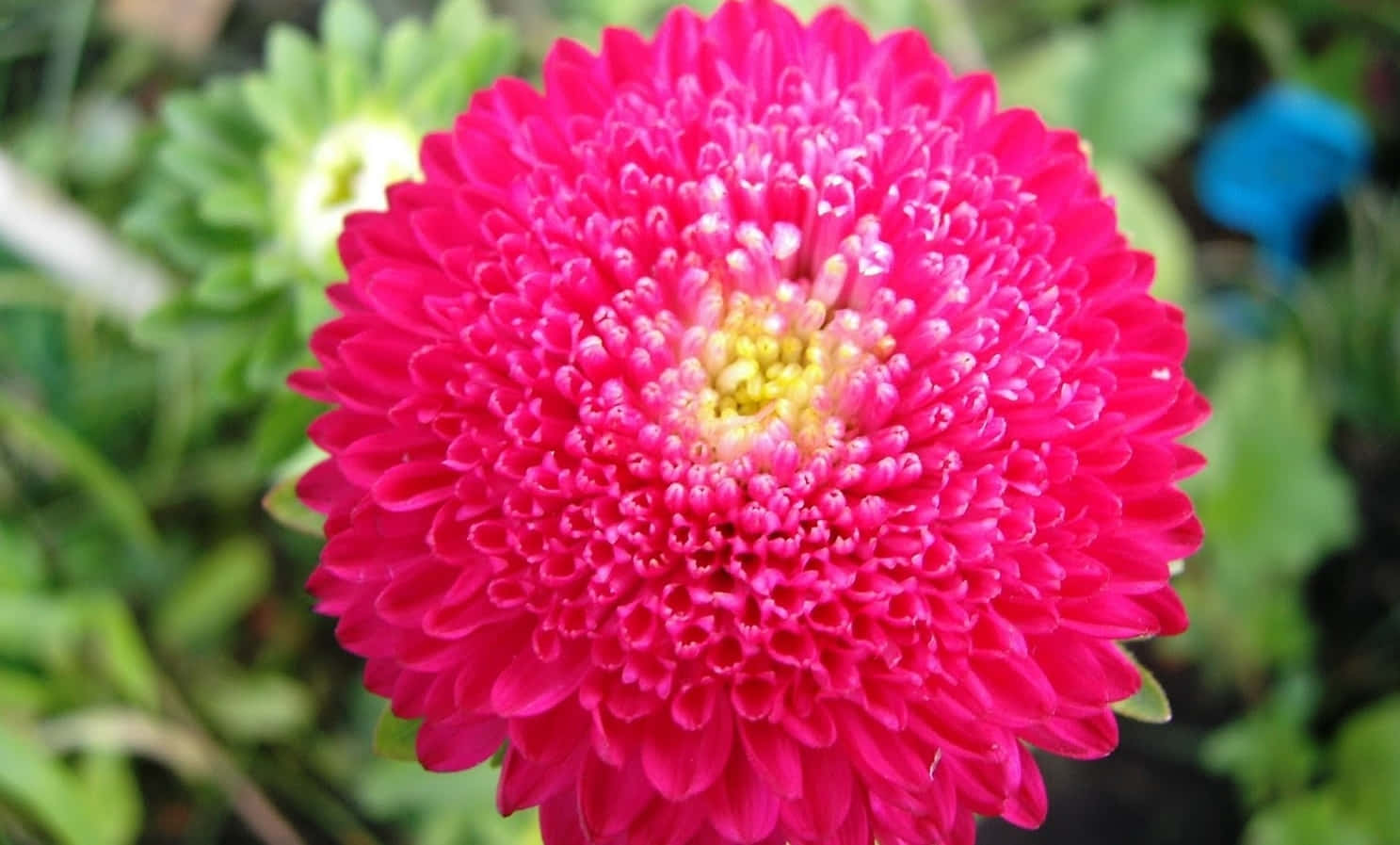 A vibrant pink chrysanthemum flower on a white background
