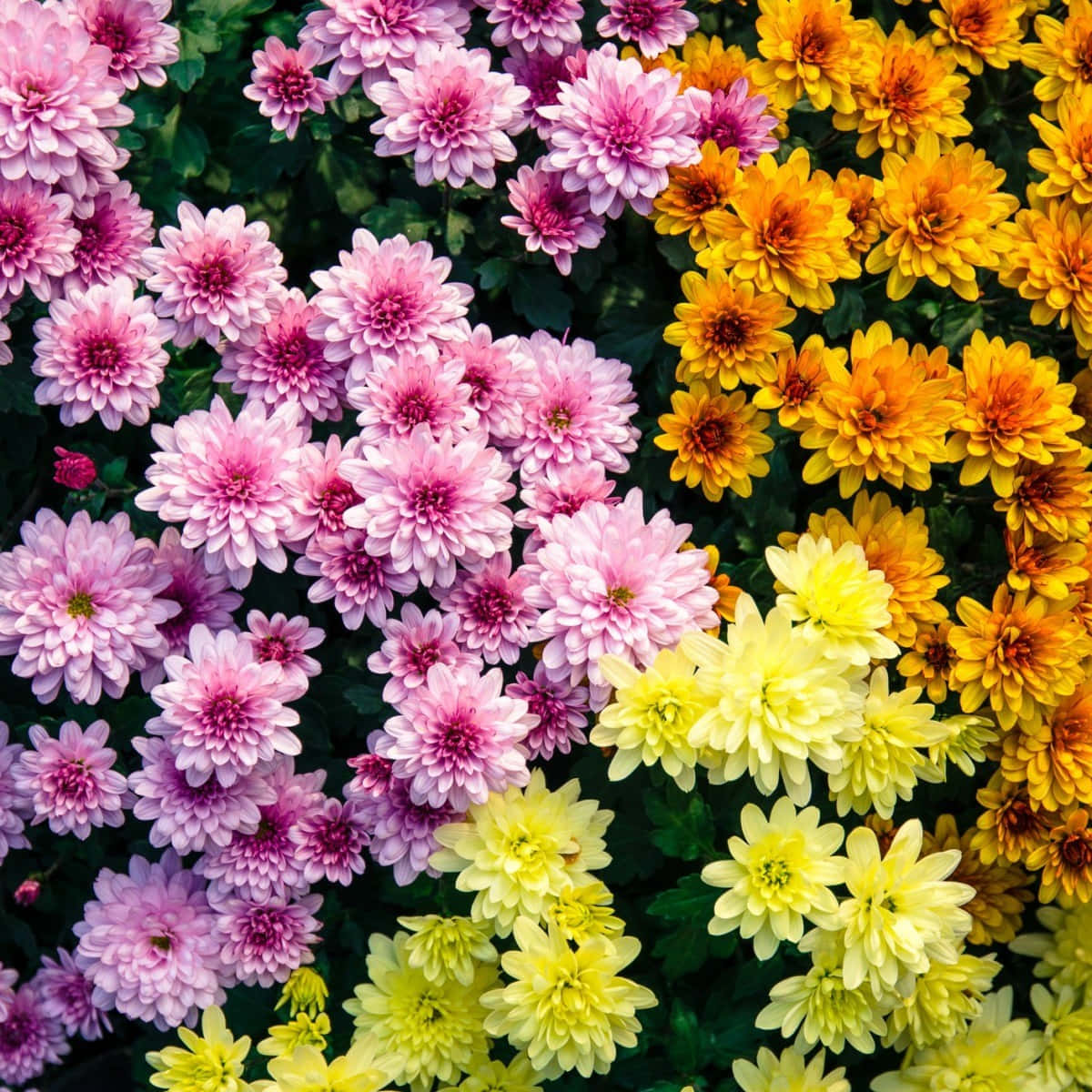 Leuchtendeorangefarbene Chrysanthemenblume