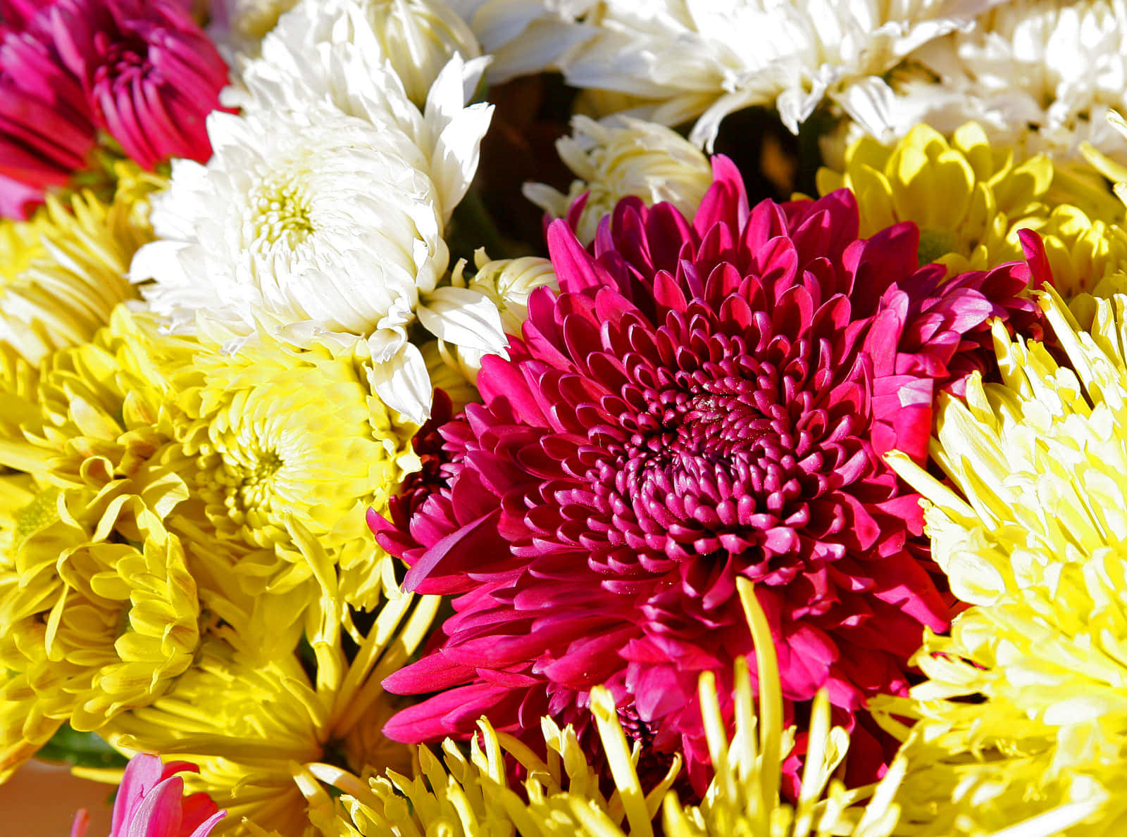 Colorful Chrysanthemum Flowers in a Sunny Garden